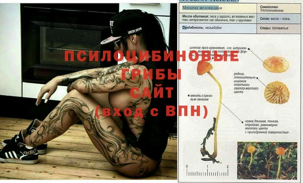 ГАЛЛЮЦИНОГЕННЫЕ ГРИБЫ Бородино